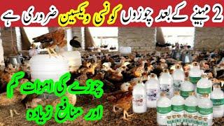 Vaccination of 2 Month Golden misri Chicks || Complete guide about Disease in Chicken