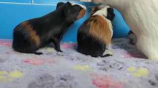 Talkative baby guinea pigs with mom