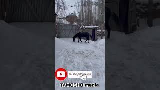 Черный Рахш #shorts #short #shortsvideo #shortvideo #таджики #таджикистан #лошадь #лошади #точик