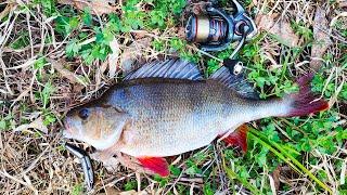 Lure Fishing For BIG Redfin Perch