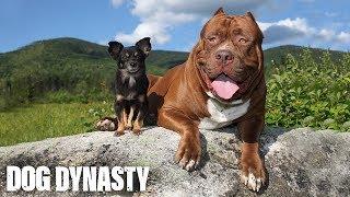 Hulk & The Chihuahua With The Pit Bull Attitude | DOG DYNASTY