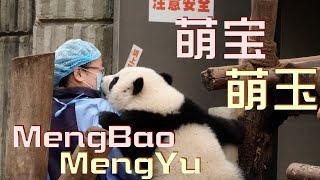 大熊猫萌宝萌玉在成都基地跟着妈妈萌萌的生活Panda MengBaoMengYu