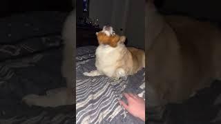 Corgi playing with his corgi toy! #boomer  #corgi #dog #playtime