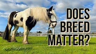 Does breed matter when buying your first horse?