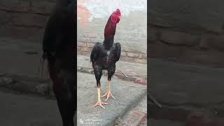 Top quality aasel#youtubeshorts #aseelmurga #subscribe #chickenrecipe # Jalala Lakha murga