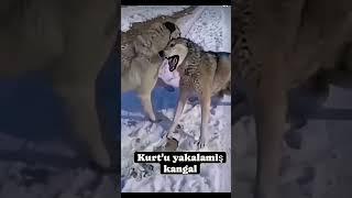 Kangal  VS Wolf  || Turkish Shepherd || Kurt#Kangal #Dog