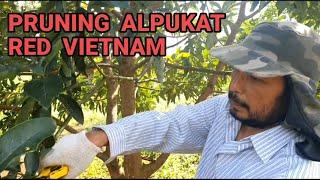 Cara Pruning Alpukat Red Vietnam Agar Cepat Berbuah.