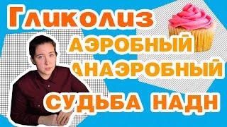 Гликолиз анаэробный/аэробный, челночные системы||медицинская биохимия