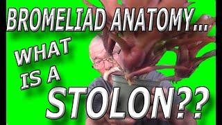 Bromeliad Anatomy: What Is a Stolon?