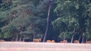 Rotwildbrunft 2018  Teil 2  Er ist wieder da