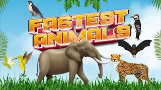 Fastest Animals on Earth | Fun Animal Facts