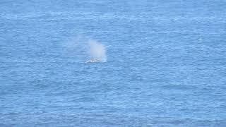 Whale Pair in Yachats (1 of 5)