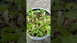 Growing Eggplant or Brinjal From Seeds #shorts