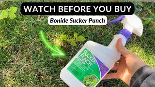 Bonide Sucker Punch is the BEST Way to Rid Your Lawn of Tree Suckers!