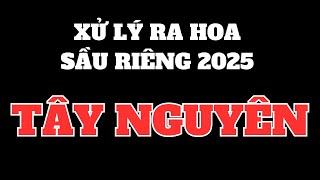 Trọn bộ thông tin xử lý ra hoa sầu riêng Tây Nguyên | Mùa vụ trong năm và các lưu ý quan trọng