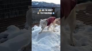 My Dog Does NOT Like The Snow #puppy #funnydogs #shorts