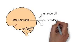 Endorphins