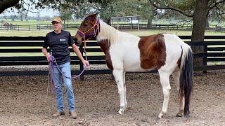 13yr old Rescue Horse has Never been Trimmed!