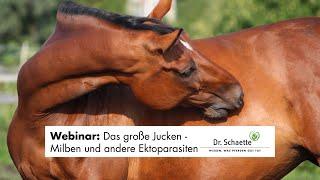 Webinar "Das große Jucken - Milben und andere Ektoparasiten"