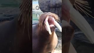 Amazing cute animal ￼ #animals #seal #ocean #sealions #funny#walrussounds #funnywalrus#animalsounds