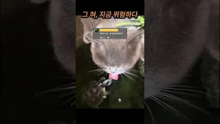 고양이 혀에 닥친 위기ㅋㅋㅋ