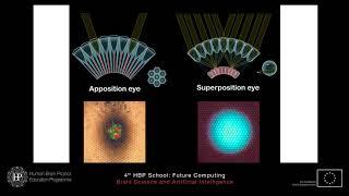 Dan-Eric Nilsson - The eye and the visual system: the visual reality of animals