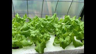 Hydroponic Lettuce Using Kratky Set It And Forget It Method