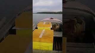 Завозим пчёл на облетник!!!#пчелы#пчеловодство#матки#карника