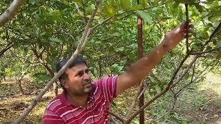 How to prune guava plant? // Guava Care in 4th Year // How to get more yield in Guava Orchard?