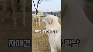 포실이 자매견은 어떻게 컸을까 궁금했는데 순딩이가 놀러왔어요.^^
