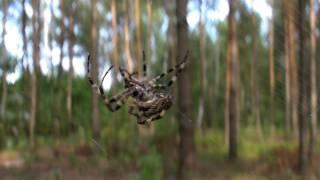 Spider weaving web - close up (HQ)