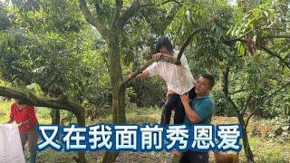 Elder sister took eiko to pick litchi with her parents. do you still remember to show your love in