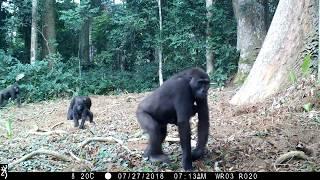 Western Lowland Gorillas in the Republic of Congo