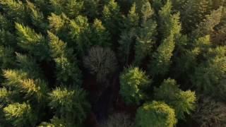 Drone Flying Over Forest