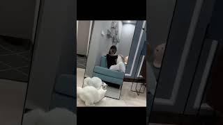 #shorts { cat vs mirror } { funny cat videos }