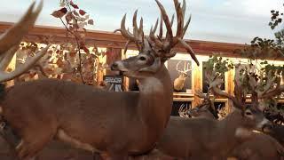 Bass Pro Shops wonders of Wildlife Museum world record antler display part 1 of 2