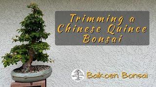 Mastering the Art of a Chinese Quince Bonsai | Tom Lau | Baikoen Bonsai Club