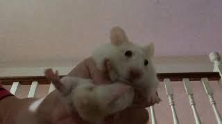 AwkwardHamster hamster￼