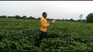 Farmer sharing his experience about Gentech Crop Sciences products in Marathi