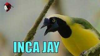 Inca Jay - Cyanocorax yncas yncas - Biodiversity Shorts #13.1