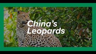 China’s Leopards | Kyle Obermann