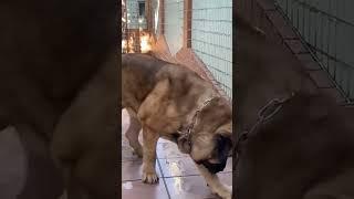 Talented Mastiff #dancevideo #dogdancing #spanishmastiff