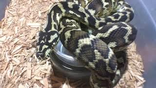 Basic Carpet Python Husbandry