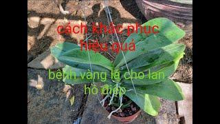 Cách điều trị lan hồ điệp bị vàng lá ( NGUYỄN AN NTA )