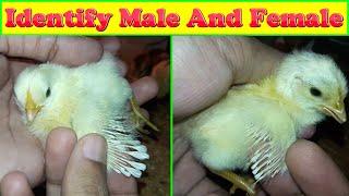 How to Identify Male and Female Chicks