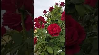 С ПРАЗДНИКОМ БАБУШКИ И ДЕДУШКИ!