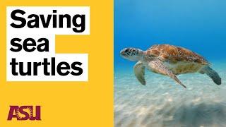 How solar saves sea turtles and the future of fishing: Jesse Senko: Arizona State University (ASU)