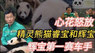 02 [ENG SUB] Panda Ruibao and Huibao are cute racers  | 精灵熊猫 睿宝辉宝  #루이바오   #후이바오 #everland #panda