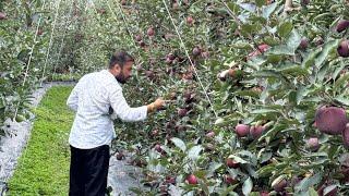 Right Time for  Apple Harvesting