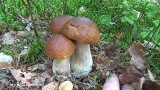 Белые Грибы в начале Сентября 2019 Беларусь Boletus Edulis